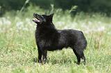 SCHIPPERKE 589